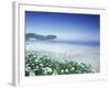 Daisies along Crescent Beach, Olympic National Park, Washington, USA-Adam Jones-Framed Photographic Print