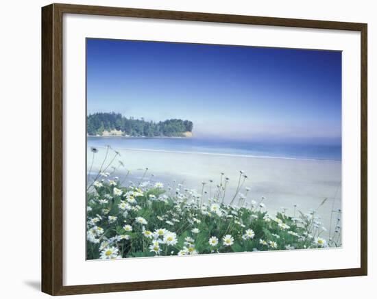Daisies along Crescent Beach, Olympic National Park, Washington, USA-Adam Jones-Framed Photographic Print