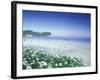 Daisies along Crescent Beach, Olympic National Park, Washington, USA-Adam Jones-Framed Photographic Print