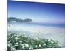 Daisies along Crescent Beach, Olympic National Park, Washington, USA-Adam Jones-Mounted Photographic Print