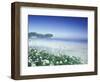 Daisies along Crescent Beach, Olympic National Park, Washington, USA-Adam Jones-Framed Photographic Print