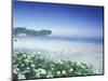 Daisies along Crescent Beach, Olympic National Park, Washington, USA-Adam Jones-Mounted Photographic Print