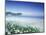 Daisies along Crescent Beach, Olympic National Park, Washington, USA-Adam Jones-Mounted Photographic Print