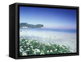 Daisies along Crescent Beach, Olympic National Park, Washington, USA-Adam Jones-Framed Stretched Canvas