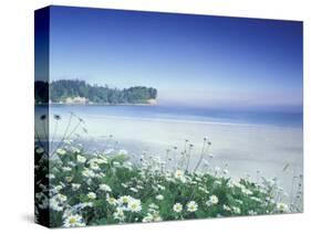 Daisies along Crescent Beach, Olympic National Park, Washington, USA-Adam Jones-Stretched Canvas