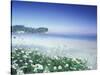 Daisies along Crescent Beach, Olympic National Park, Washington, USA-Adam Jones-Stretched Canvas