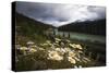 Daisies Along The Bow River, Alberta, Canada-George Oze-Stretched Canvas