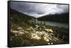 Daisies Along The Bow River, Alberta, Canada-George Oze-Framed Stretched Canvas