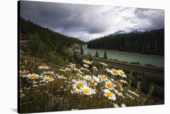 Daisies Along The Bow River, Alberta, Canada-George Oze-Stretched Canvas
