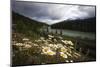 Daisies Along The Bow River, Alberta, Canada-George Oze-Mounted Photographic Print