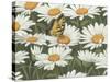 Daisies and Butterfly-William Vanderdasson-Stretched Canvas