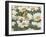 Daisies and Butterfly-William Vanderdasson-Framed Giclee Print