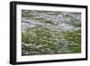 Daisies Are Blurred During A Wind Storm On The Mountainsides Of Shrine Pass-Jay Goodrich-Framed Photographic Print