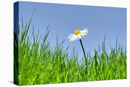 Daisies, Close-Up, Bellis Perennis, Heaven, Blue, Meadow-Herbert Kehrer-Stretched Canvas