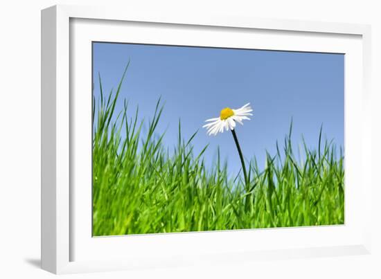 Daisies, Close-Up, Bellis Perennis, Heaven, Blue, Meadow-Herbert Kehrer-Framed Photographic Print