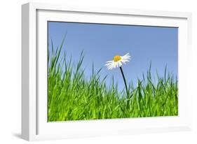 Daisies, Close-Up, Bellis Perennis, Heaven, Blue, Meadow-Herbert Kehrer-Framed Photographic Print