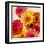 Daisies for Spring-Emma Styles-Framed Art Print