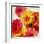 Daisies for Spring-Emma Styles-Framed Art Print