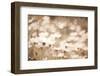 Daisies I Neutral-Elizabeth Urquhart-Framed Photographic Print