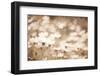 Daisies I Neutral-Elizabeth Urquhart-Framed Photographic Print