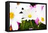Daisies I-Susan Bryant-Framed Stretched Canvas