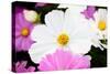 Daisies II-Susan Bryant-Stretched Canvas