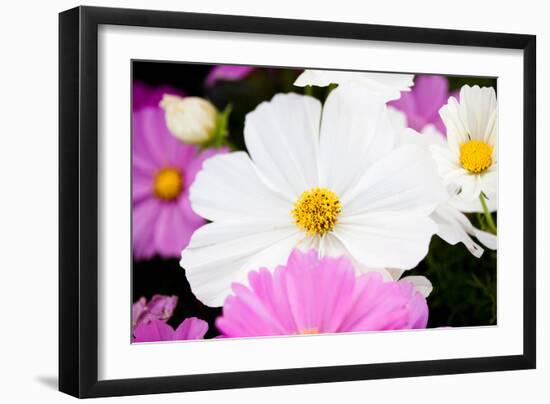 Daisies II-Susan Bryant-Framed Photographic Print