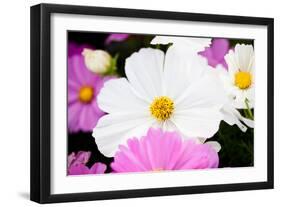 Daisies II-Susan Bryant-Framed Photographic Print