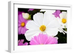 Daisies II-Susan Bryant-Framed Photographic Print