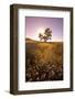 Daisies in a Sunny Meadow-Craig Tuttle-Framed Photographic Print