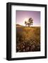 Daisies in a Sunny Meadow-Craig Tuttle-Framed Photographic Print