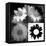 Daisies In Black And White II-Ruth Palmer-Framed Stretched Canvas