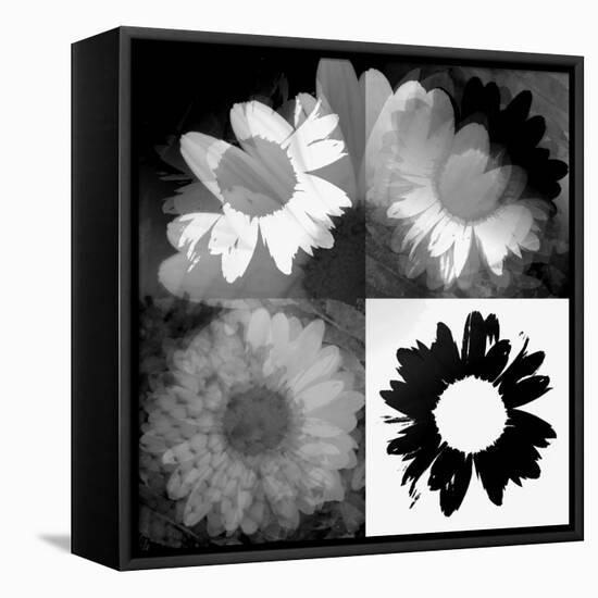 Daisies In Black And White II-Ruth Palmer-Framed Stretched Canvas