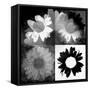 Daisies In Black And White II-Ruth Palmer-Framed Stretched Canvas