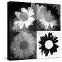 Daisies In Black And White II-Ruth Palmer-Stretched Canvas