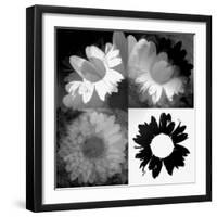 Daisies In Black And White II-Ruth Palmer-Framed Art Print