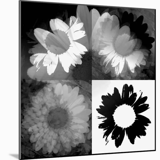 Daisies In Black And White II-Ruth Palmer-Mounted Art Print