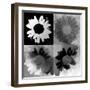 Daisies In Black And White-Ruth Palmer-Framed Art Print