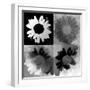 Daisies In Black And White-Ruth Palmer-Framed Art Print