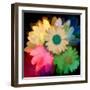 Daisies In Color II-Ruth Palmer-Framed Art Print