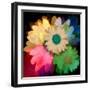 Daisies In Color II-Ruth Palmer-Framed Art Print