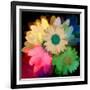 Daisies In Color II-Ruth Palmer-Framed Art Print