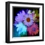 Daisies In Color-Ruth Palmer-Framed Art Print
