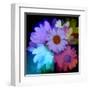 Daisies In Color-Ruth Palmer-Framed Art Print