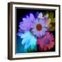 Daisies In Color-Ruth Palmer-Framed Art Print