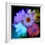 Daisies In Color-Ruth Palmer-Framed Art Print