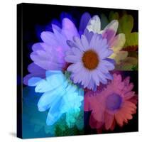 Daisies In Color-Ruth Palmer-Stretched Canvas