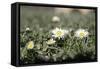 Daisies In The Sun-Incredi-Framed Stretched Canvas