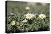 Daisies In The Sun-Incredi-Stretched Canvas