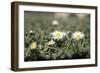 Daisies In The Sun-Incredi-Framed Giclee Print